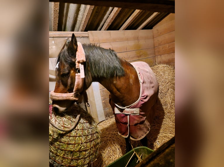 Poney de selle allemand Hongre 12 Ans 148 cm Bai in Karlsruhe