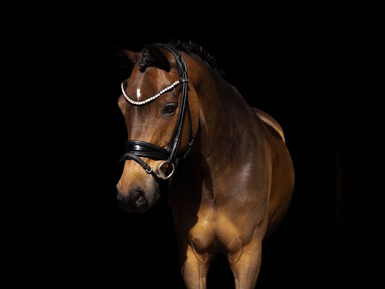 Poney de selle allemand Hongre 12 Ans 148 cm Bai in Recke, bei Osnabrück