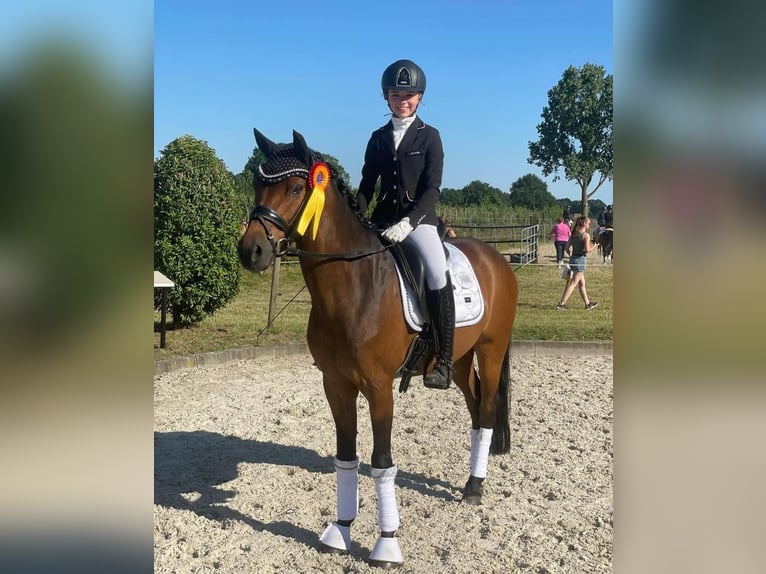 Poney de selle allemand Hongre 12 Ans 148 cm Bai in Recke, bei Osnabrück