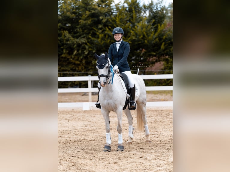 Poney de selle allemand Hongre 12 Ans 148 cm Gris in Salzgitter