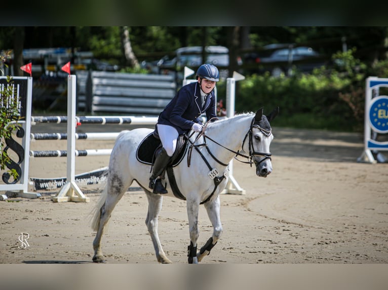 Poney de selle allemand Hongre 12 Ans 148 cm Gris noir in Iserlohn