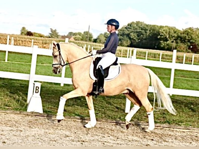 Poney de selle allemand Hongre 12 Ans 148 cm Palomino in Recke, bei Osnabrück