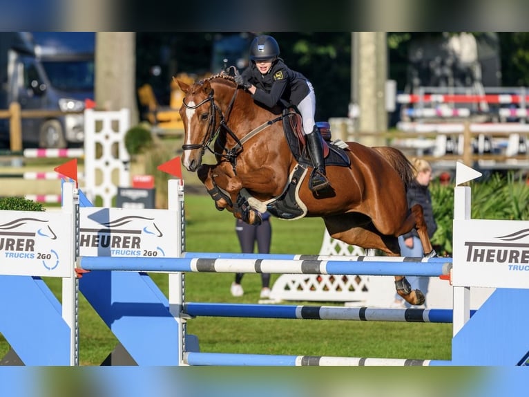 Poney de selle allemand Hongre 12 Ans 149 cm Alezan in Braunschweig