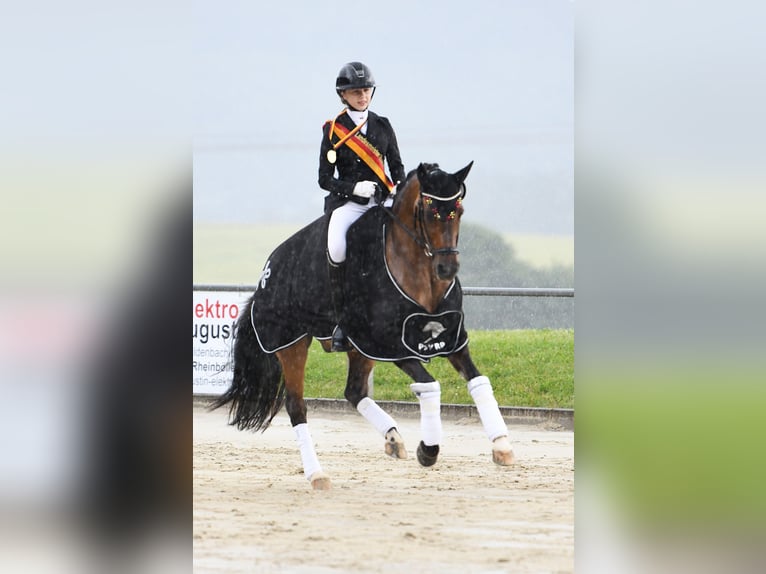 Poney de selle allemand Hongre 12 Ans 149 cm Isabelle in Straelen