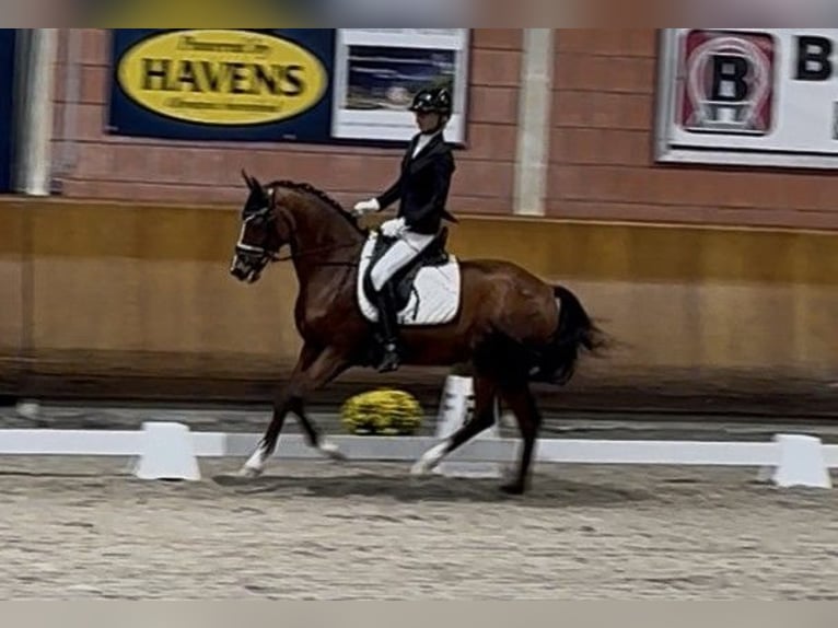 Poney de selle allemand Hongre 12 Ans 151 cm Bai in Schwalmtal