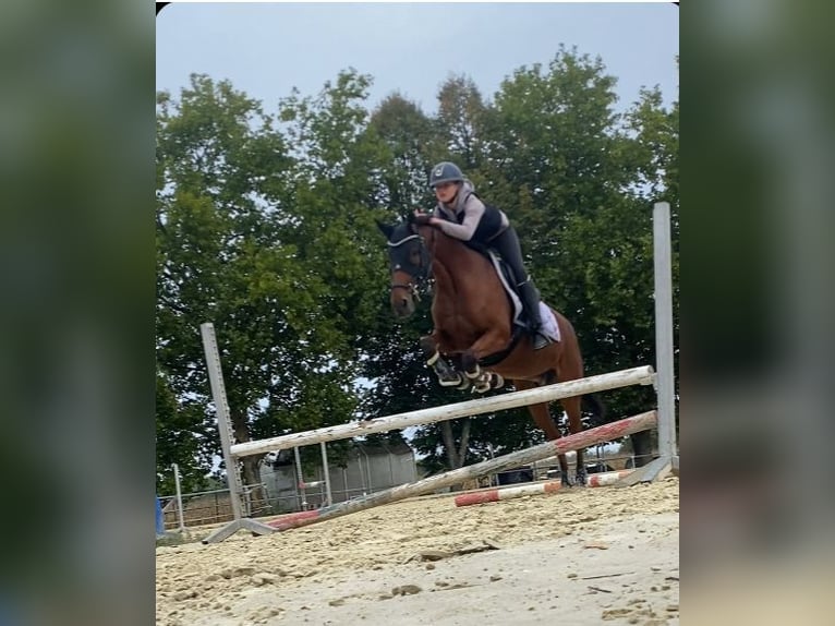 Poney de selle allemand Hongre 12 Ans 152 cm Bai in Rheinstetten