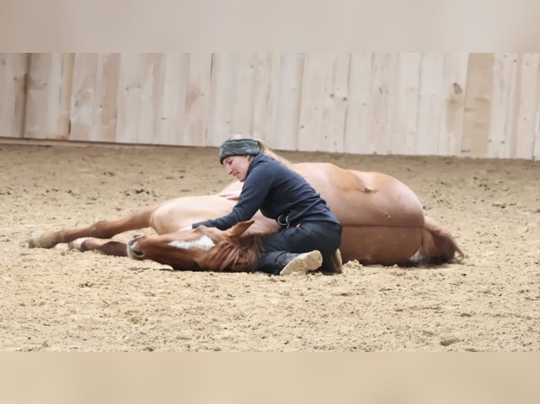 Poney de selle allemand Hongre 12 Ans 156 cm Alezan dun in Borken