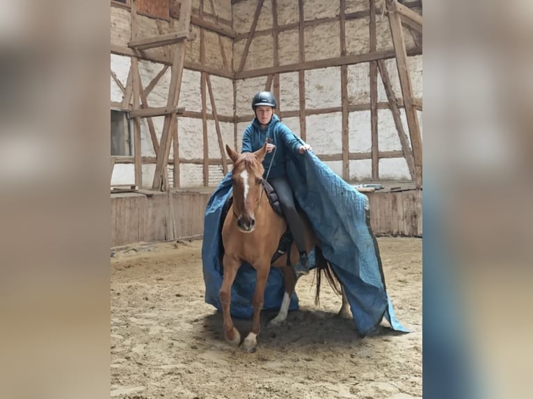Poney de selle allemand Hongre 12 Ans 156 cm Alezan dun in Borken