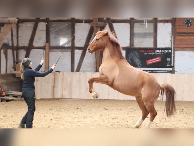 Poney de selle allemand Hongre 12 Ans 156 cm Alezan dun in Borken