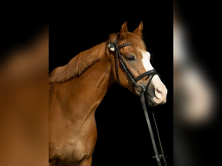 Poney de selle allemand Croisé Hongre 12 Ans Alezan in Münster