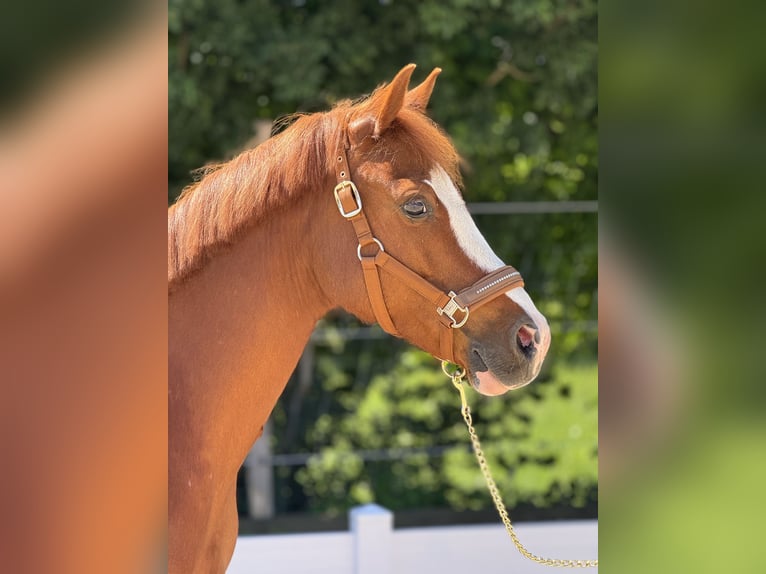 Poney de selle allemand Hongre 12 Ans  in HülbenHülben