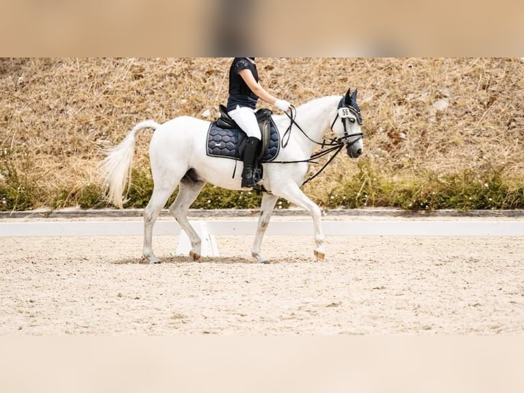 Poney de selle allemand Hongre 13 Ans 130 cm Gris in Saarbrücken