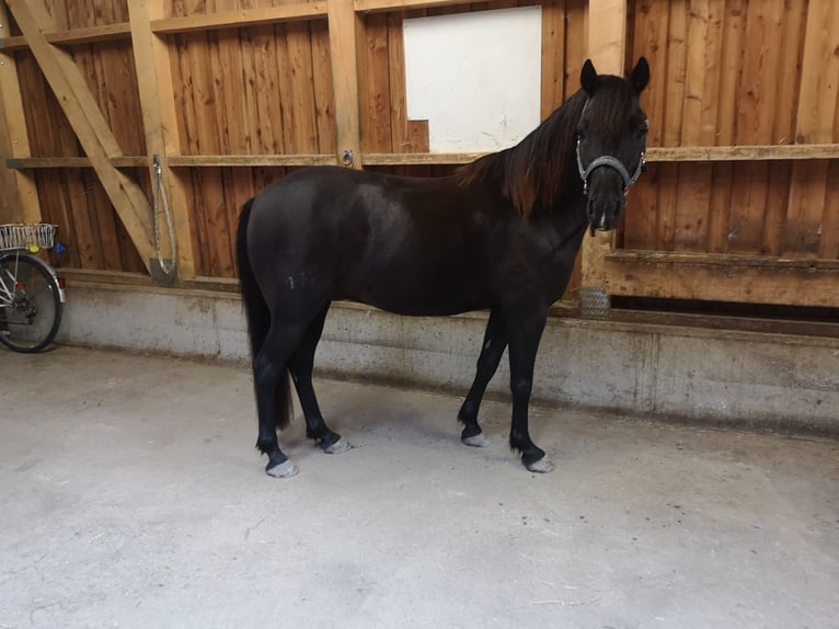 Poney de selle allemand Croisé Hongre 13 Ans 134 cm Noir in Krumbach