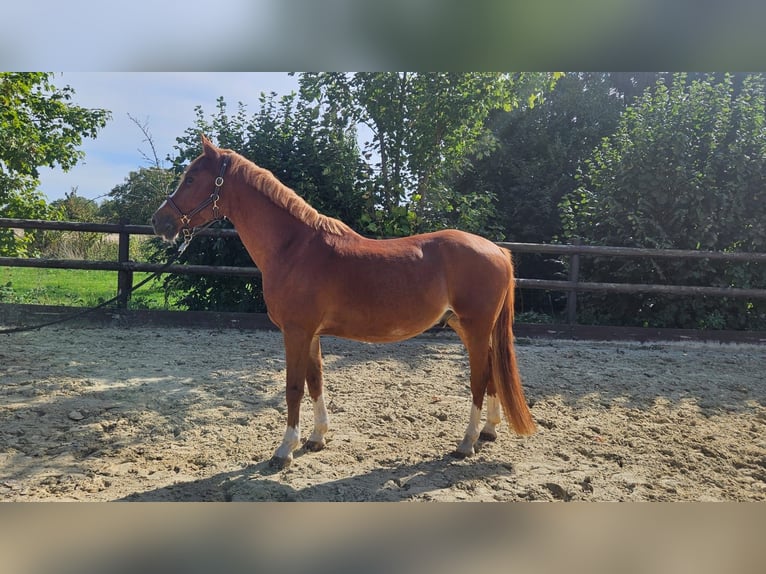 Poney de selle allemand Croisé Hongre 13 Ans 139 cm Alezan in Weilerswist