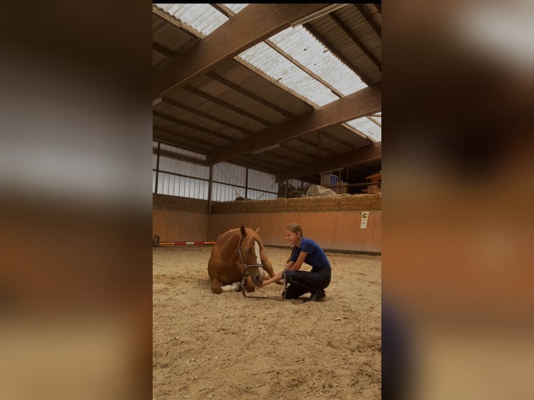 Poney de selle allemand Croisé Hongre 13 Ans 139 cm Alezan in Weilerswist