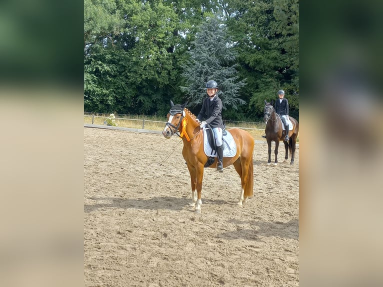 Poney de selle allemand Croisé Hongre 13 Ans 139 cm Alezan in Weilerswist