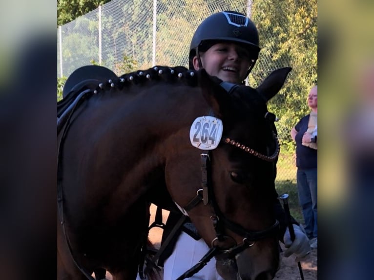 Poney de selle allemand Hongre 13 Ans 140 cm Bai brun in Clenze