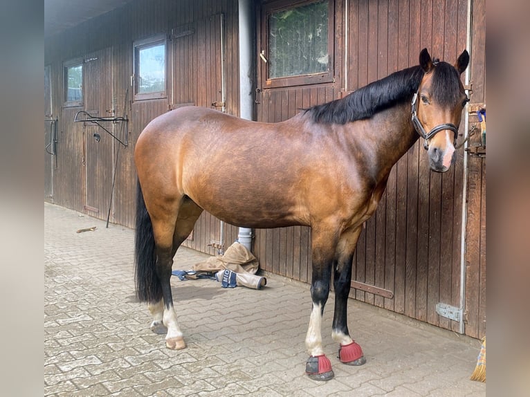 Poney de selle allemand Hongre 13 Ans 140 cm Bai brun in Clenze
