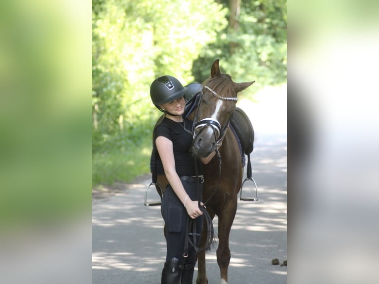 Poney de selle allemand Hongre 13 Ans 143 cm Alezan brûlé in Ibbenbüren