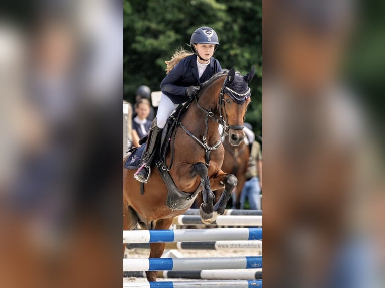 Poney de selle allemand Hongre 13 Ans 145 cm Bai in Kirchardt