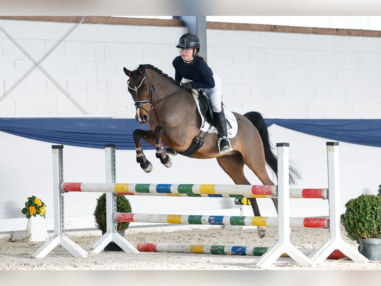Poney de selle allemand Hongre 13 Ans 146 cm Bai in Marsberg
