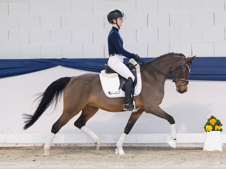 Poney de selle allemand Hongre 13 Ans 146 cm Bai in Marsberg
