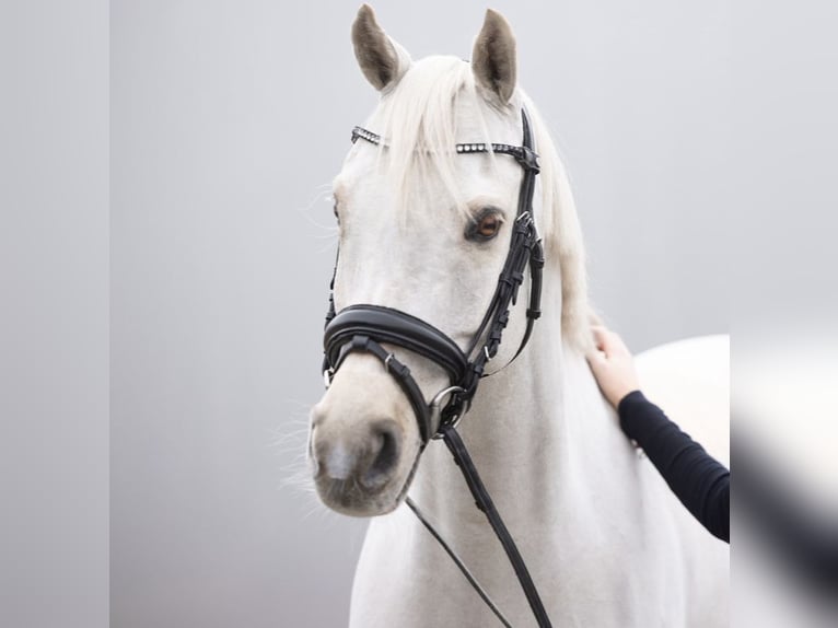 Poney de selle allemand Hongre 13 Ans 146 cm Palomino in Starnberg