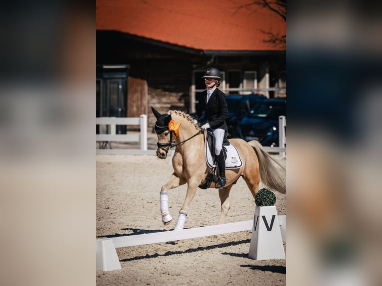 Poney de selle allemand Hongre 13 Ans 146 cm Palomino in Starnberg
