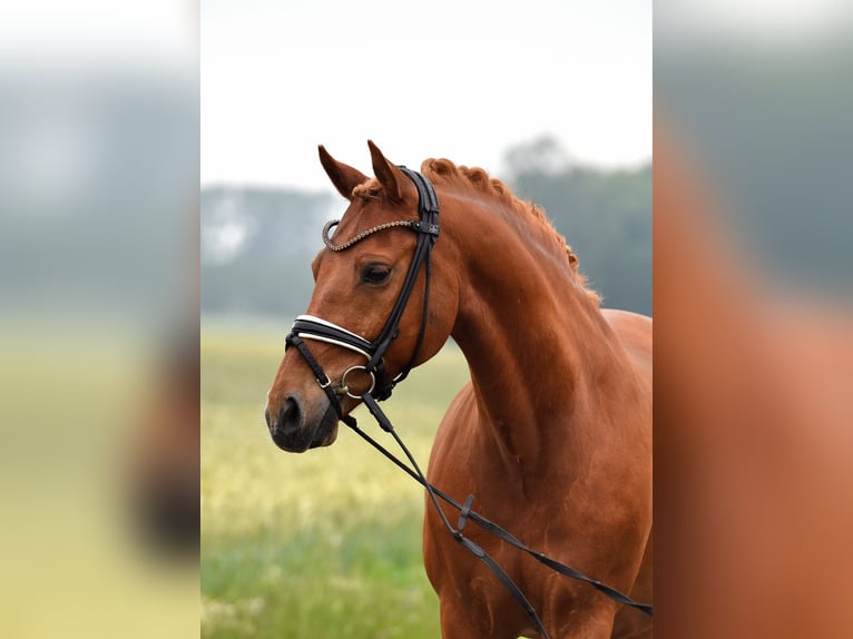 Poney de selle allemand Hongre 13 Ans 147 cm Alezan in Kamern