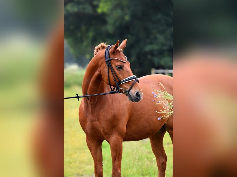 Poney de selle allemand Hongre 13 Ans 147 cm Alezan in Kamern