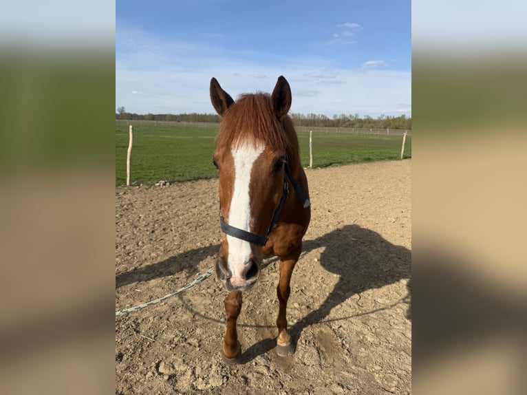 Poney de selle allemand Hongre 13 Ans 147 cm Alezan in Stendal