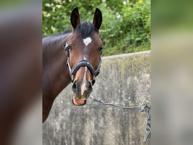 Poney de selle allemand Hongre 13 Ans 147 cm Bai in Maisdorf