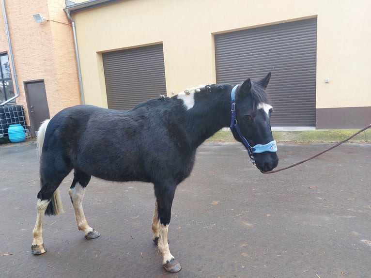 Poney de selle allemand Hongre 13 Ans 147 cm Pinto in Atzendorf