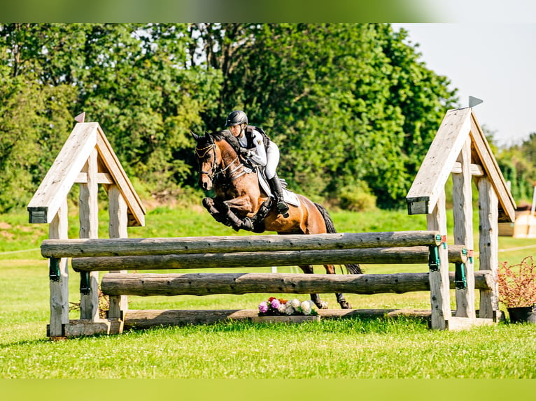 Poney de selle allemand Hongre 13 Ans 148 cm Bai in Barsinghausen