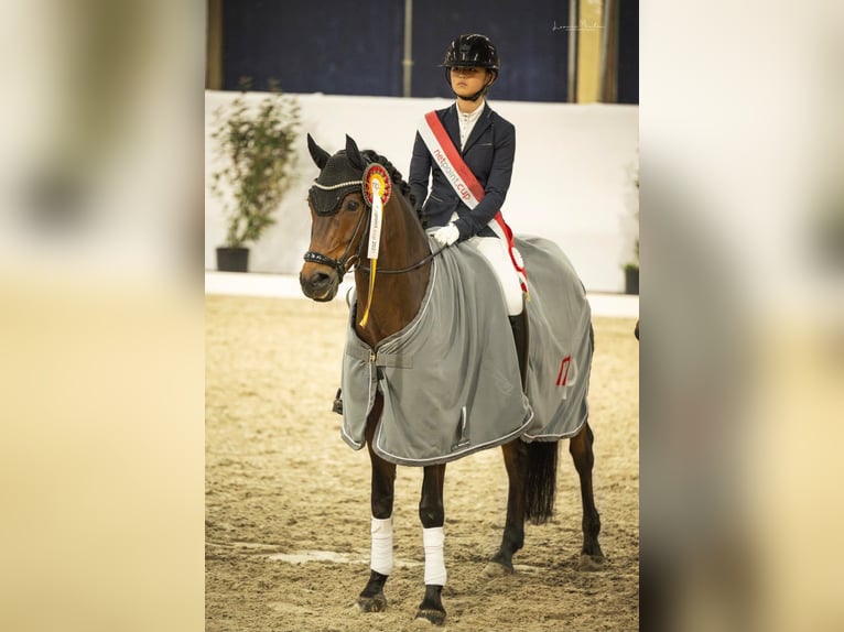 Poney de selle allemand Hongre 13 Ans 148 cm Bai in Willich