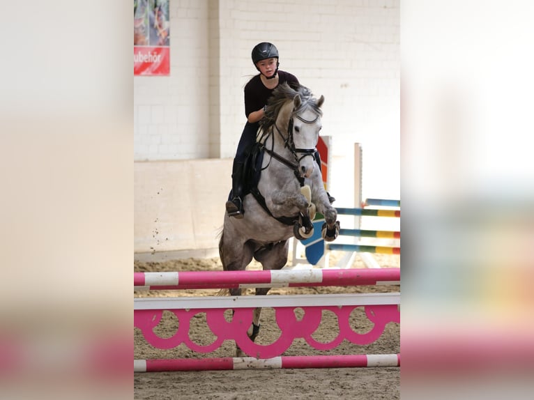 Poney de selle allemand Hongre 13 Ans 148 cm Gris in Salzgitter