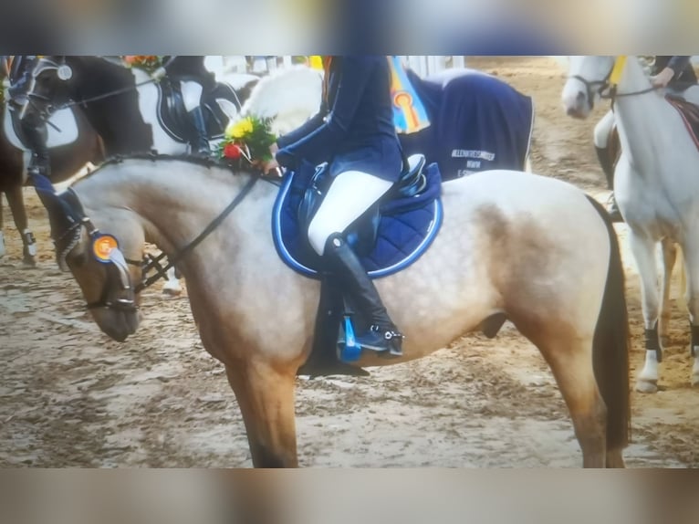 Poney de selle allemand Hongre 13 Ans 148 cm Isabelle in Uetze