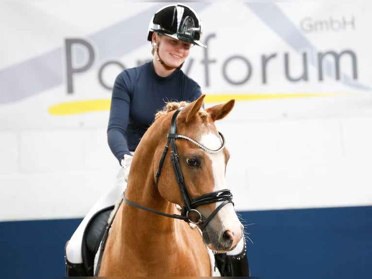 Poney de selle allemand Hongre 13 Ans 149 cm Alezan in Marsberg