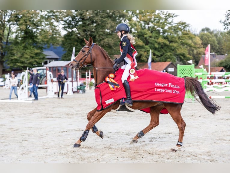 Poney de selle allemand Hongre 13 Ans 149 cm Alezan in Braunschweig