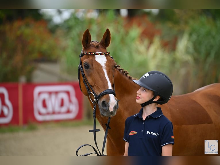 Poney de selle allemand Hongre 13 Ans 149 cm Alezan in Braunschweig