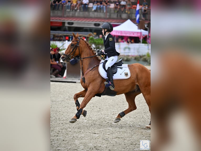 Poney de selle allemand Hongre 13 Ans 149 cm Alezan in Braunschweig