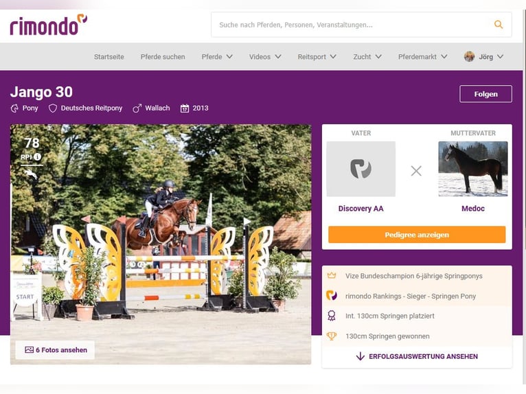 Poney de selle allemand Hongre 13 Ans 149 cm Alezan in Braunschweig