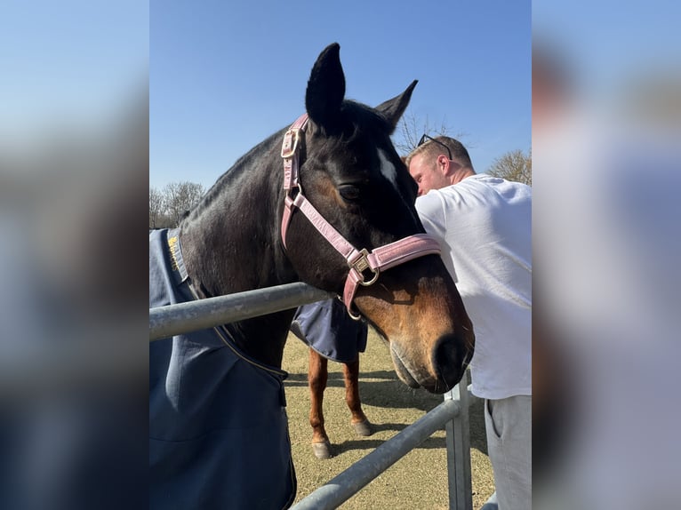 Poney de selle allemand Hongre 13 Ans 150 cm Bai brun in Halle