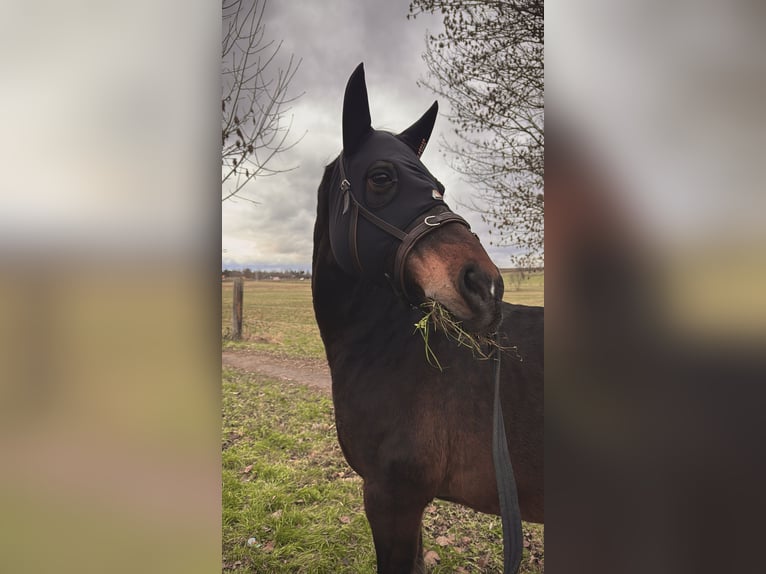 Poney de selle allemand Hongre 13 Ans 150 cm Bai brun in Halle