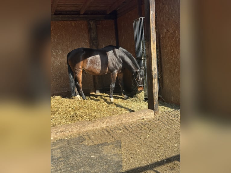Poney de selle allemand Hongre 13 Ans 150 cm Bai brun in Halle