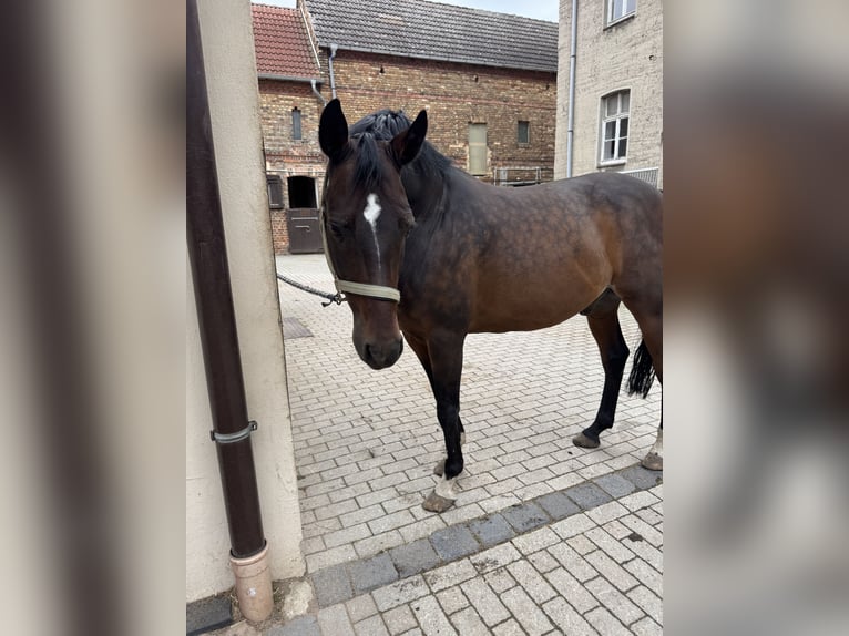 Poney de selle allemand Hongre 13 Ans 150 cm Bai in Halle