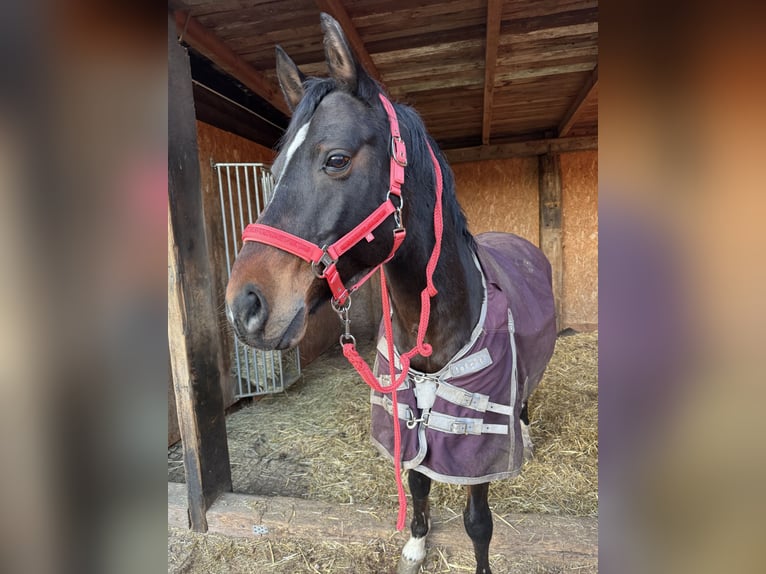 Poney de selle allemand Hongre 13 Ans 150 cm Bai in Halle