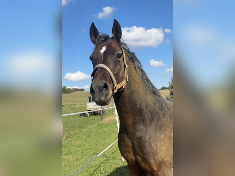 Poney de selle allemand Hongre 13 Ans 150 cm Bai in Halle