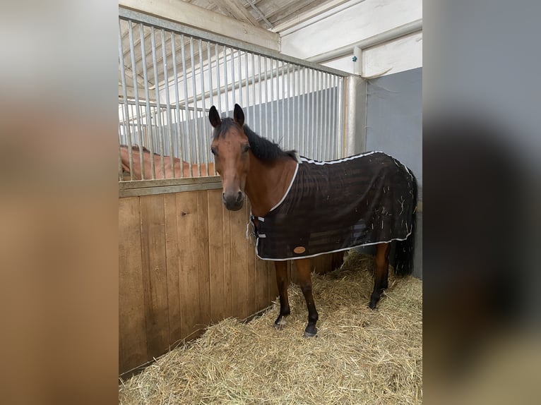 Poney de selle allemand Hongre 13 Ans 152 cm Bai in Leymen