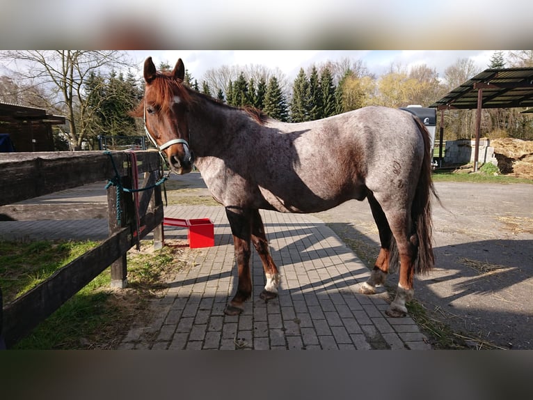 Poney de selle allemand Hongre 13 Ans 152 cm Rouan Rouge in Sittensen